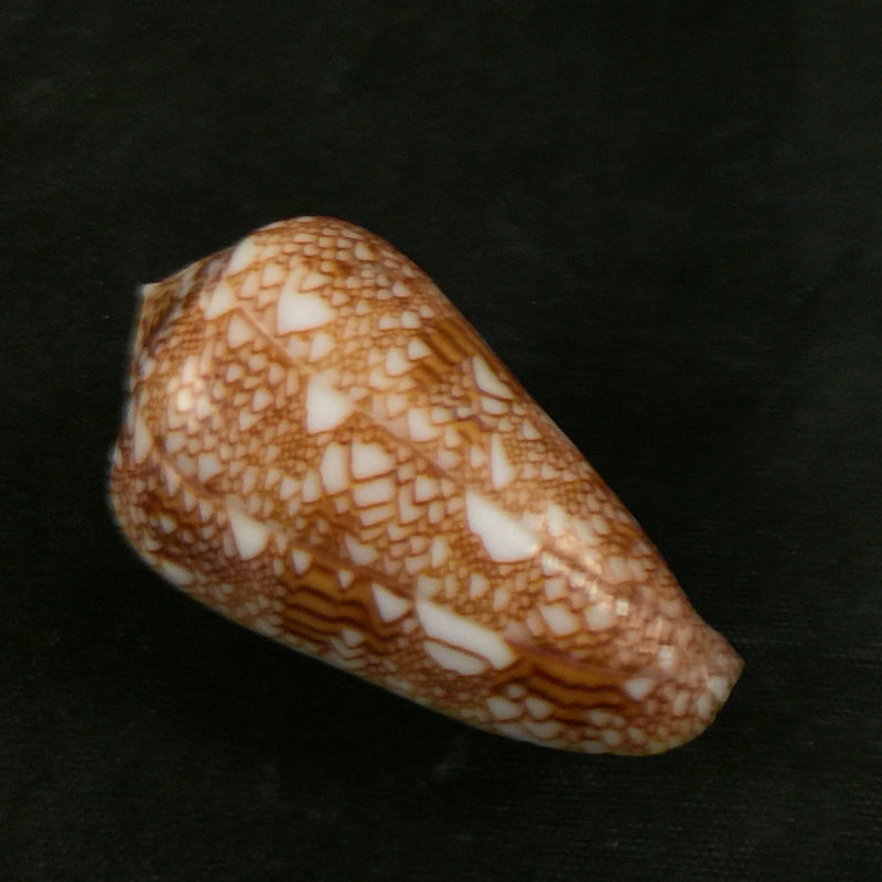 Conus dalli Stearns, 1873 - 43,1mm