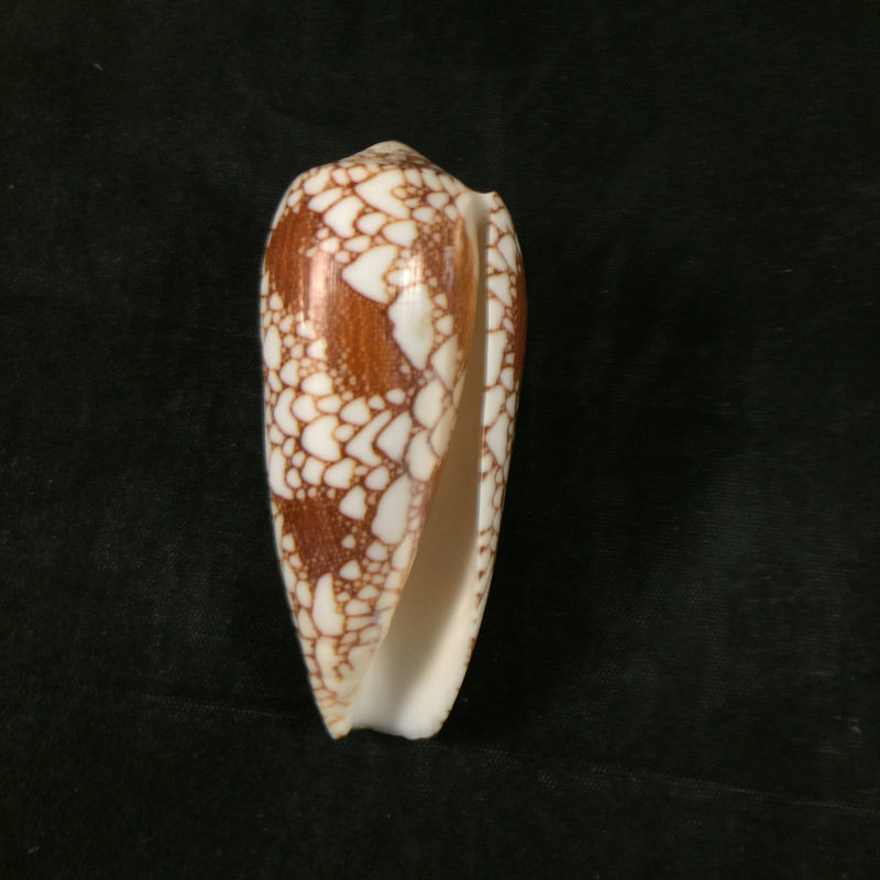 Conus omaria Hwass in Bruguière, 1792 - 62,3mm