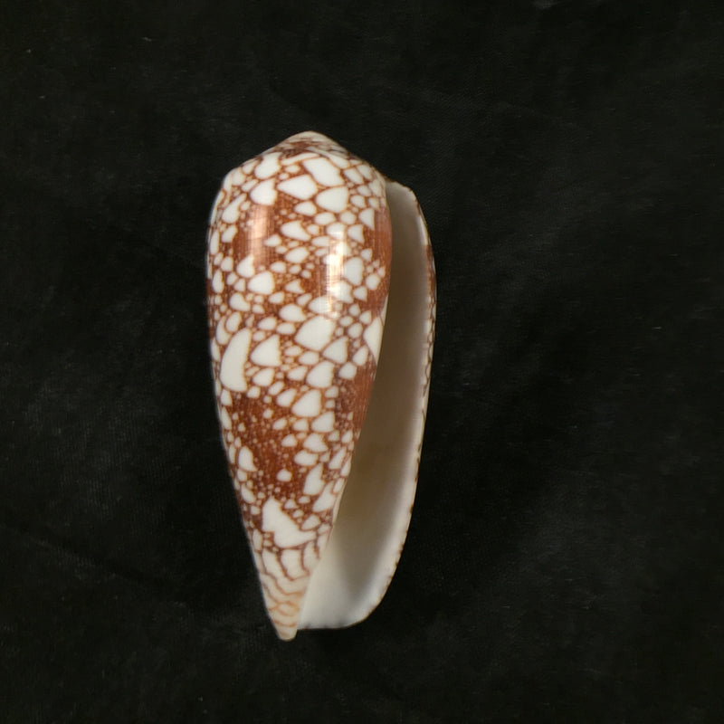 Conus omaria Hwass in Bruguière, 1792 - 61,7mm