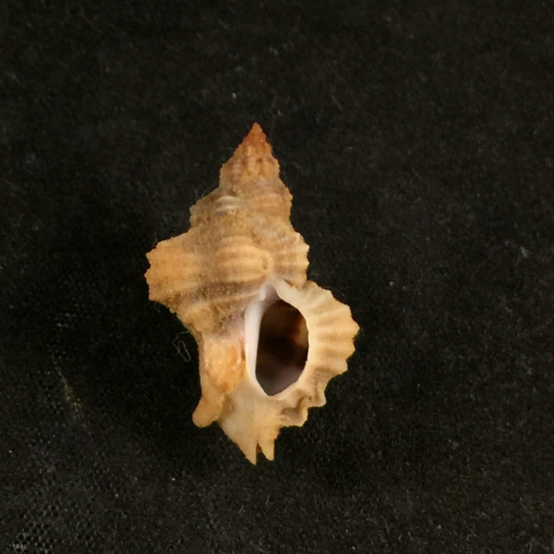 Inermicosta inermicosta (Vokes, 1964) - 26,1mm