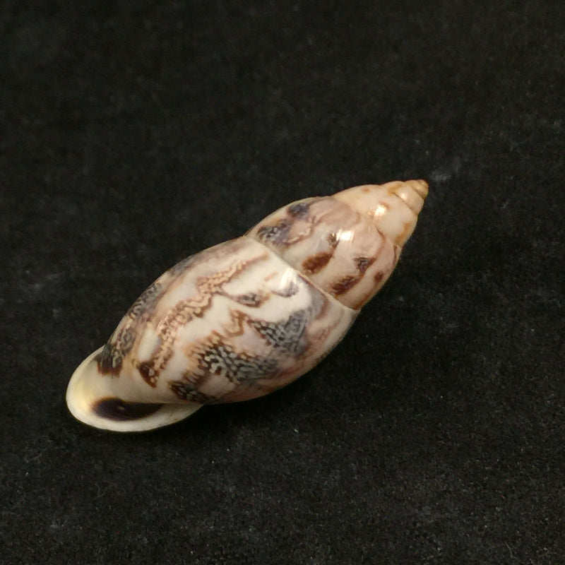 Drymaeus flexuosus (Pfeiffer, 1853) - 33,4mm