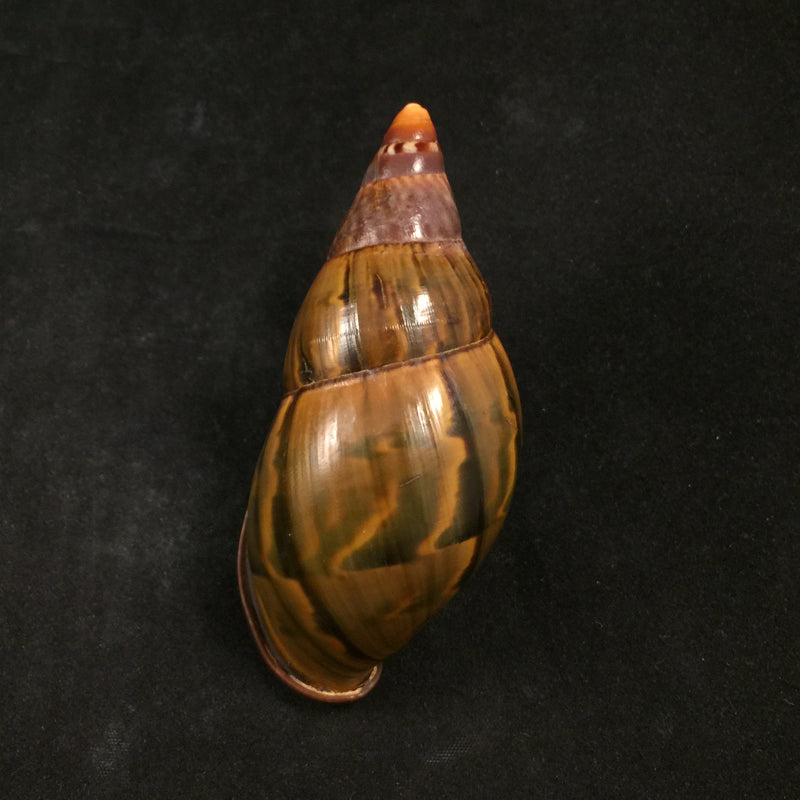 Orthalicus yatesi sublabeo Ancey, 1890 - 91,1mm