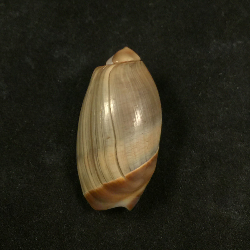 Agaronia steeriae (Reeve, 1850) - 33,7mm