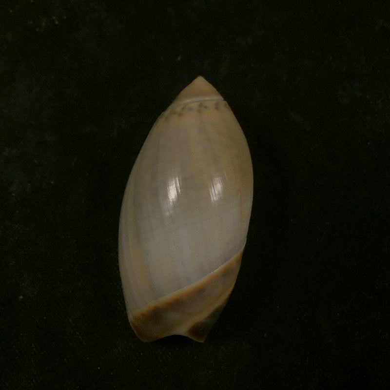 Agaronia steeriae (Reeve, 1850) - 33,1mm