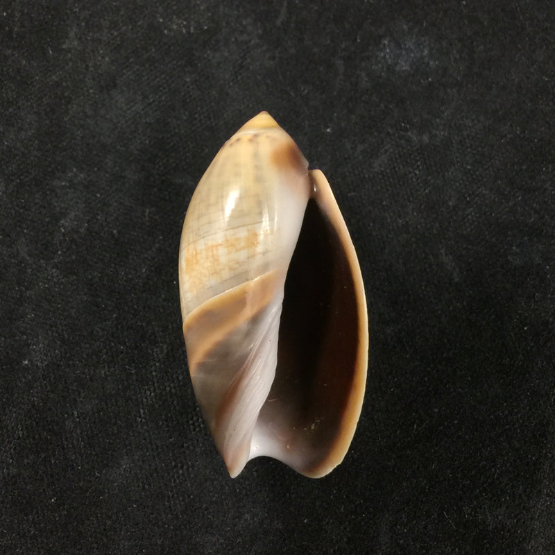 Agaronia steeriae (Reeve, 1850) - 33,1mm