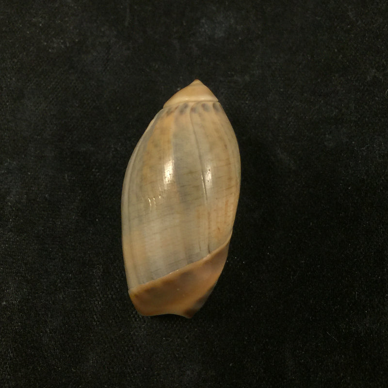 Agaronia steeriae (Reeve, 1850) - 31,2mm