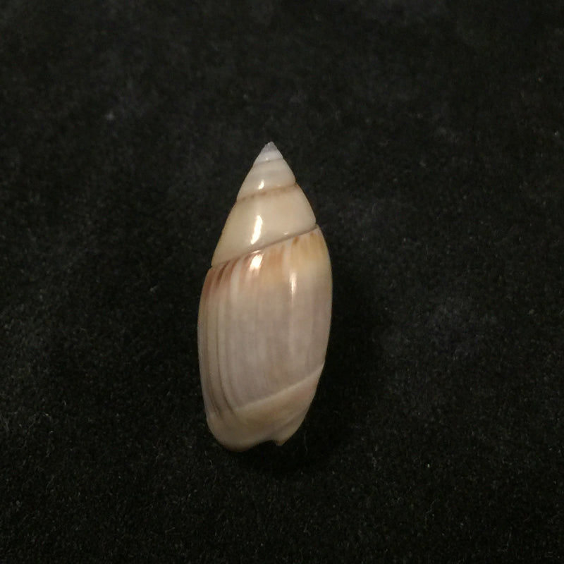 Olivella dama (W. Wood, 1828) - 18,1mm