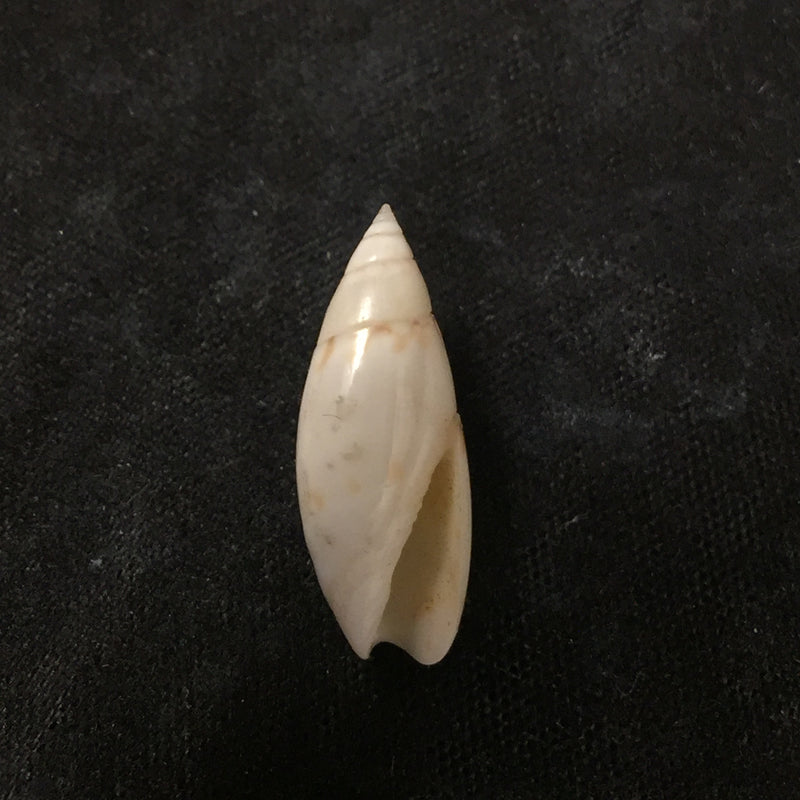 Olivella nivea (Gmelin, 1791) - 19,5mm