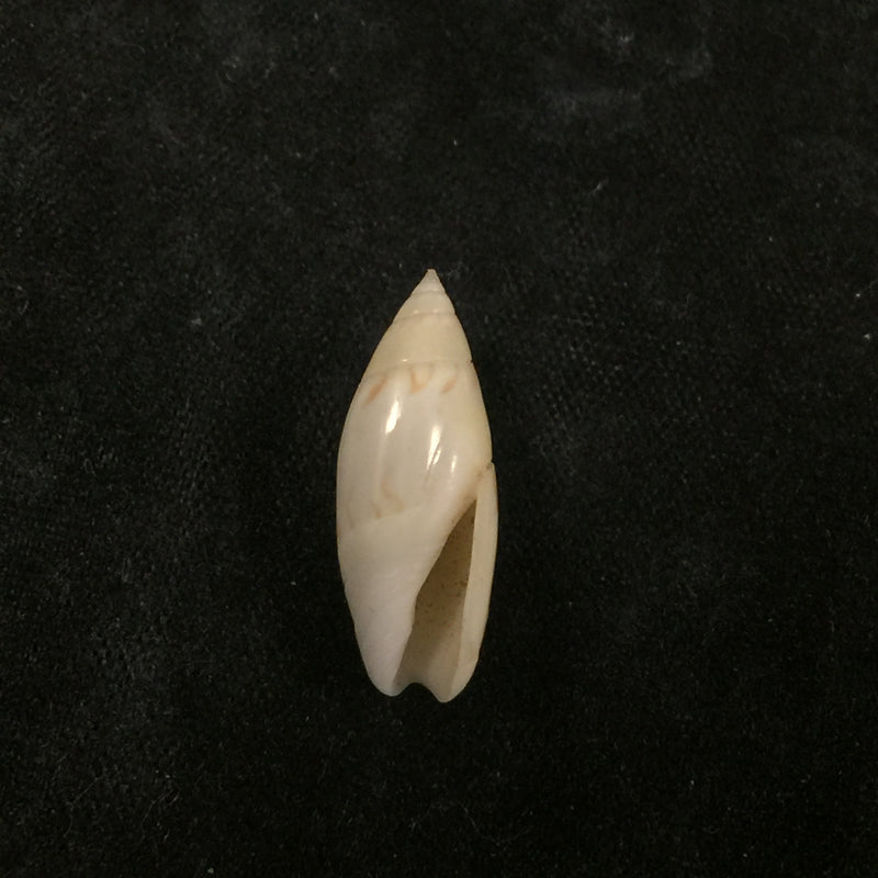 Olivella nivea (Gmelin, 1791) - 19,4mm