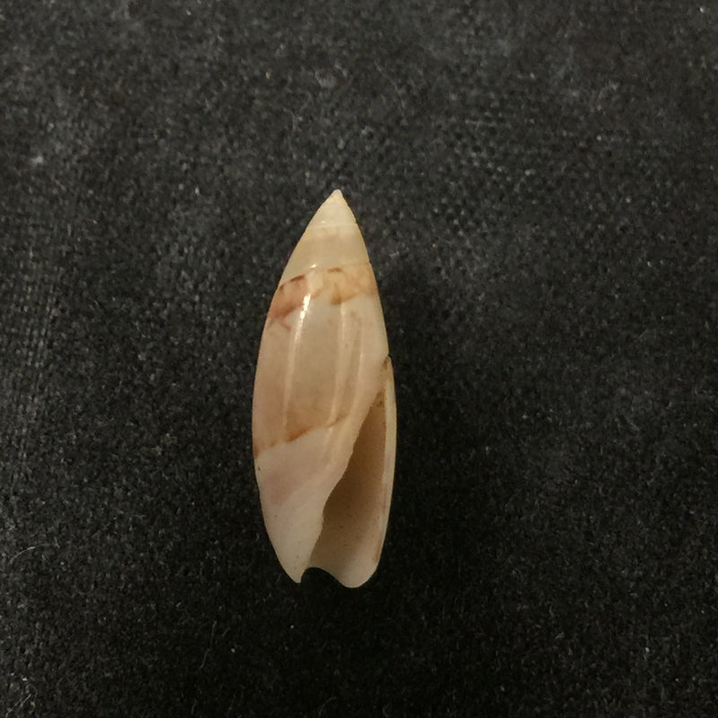 Olivella cocosensis Olsson, 1956 - 14,9mm