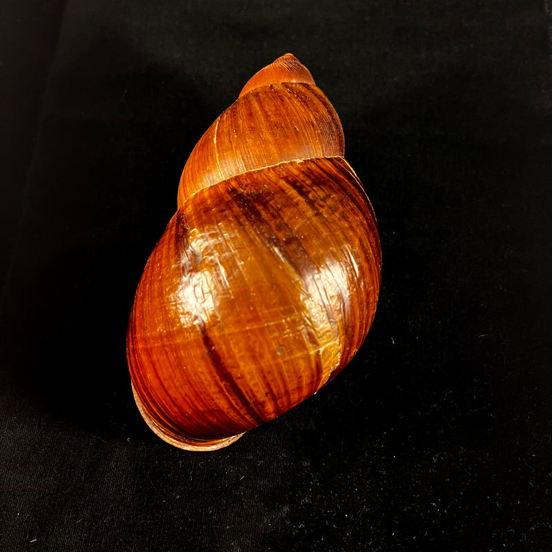 Megalobulimus popelairianus (Nyst, 1845) - 139,1mm