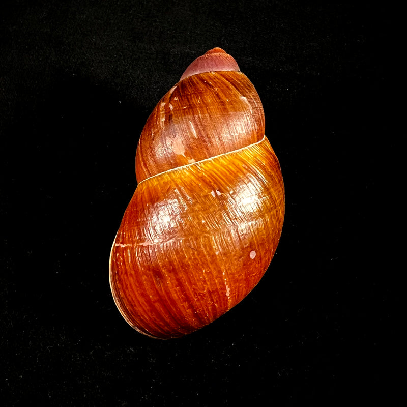 Megalobulimus huascari (Tschudi, 1852) - 103,9mm