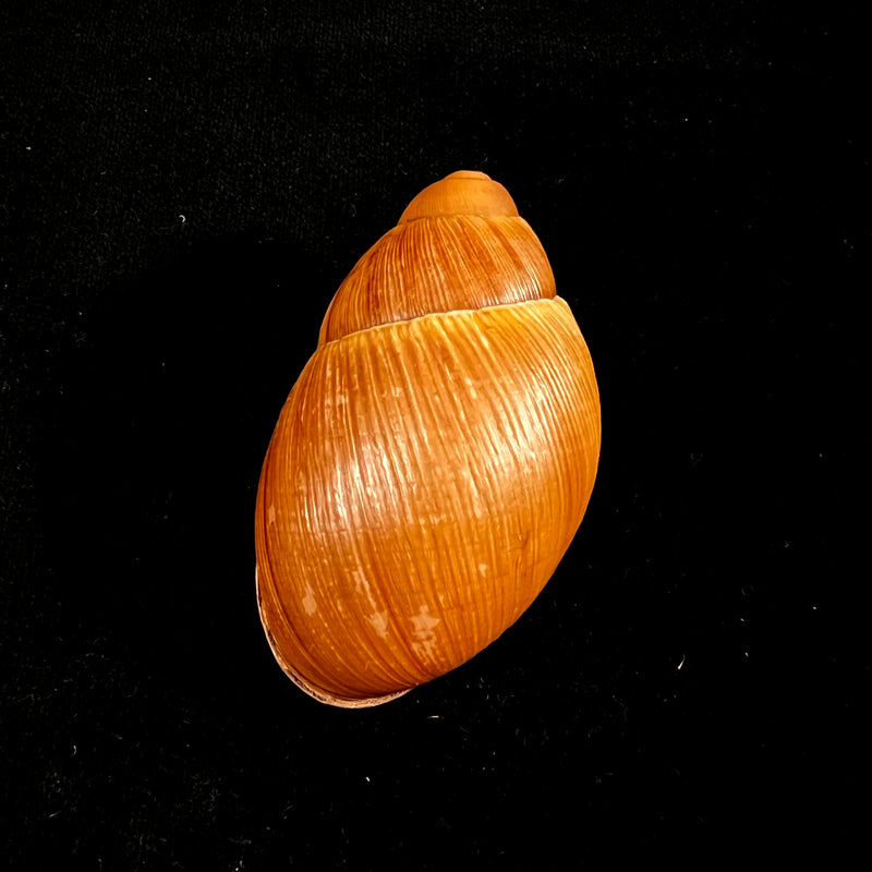 Megalobulimus capillaceus (L. Pfeiffer, 1855) - 64,3mm