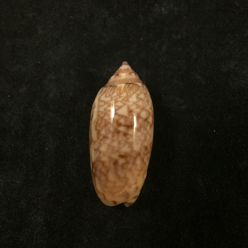 Oliva reticularis ernesti Petuch, 1990 - 33,5mm