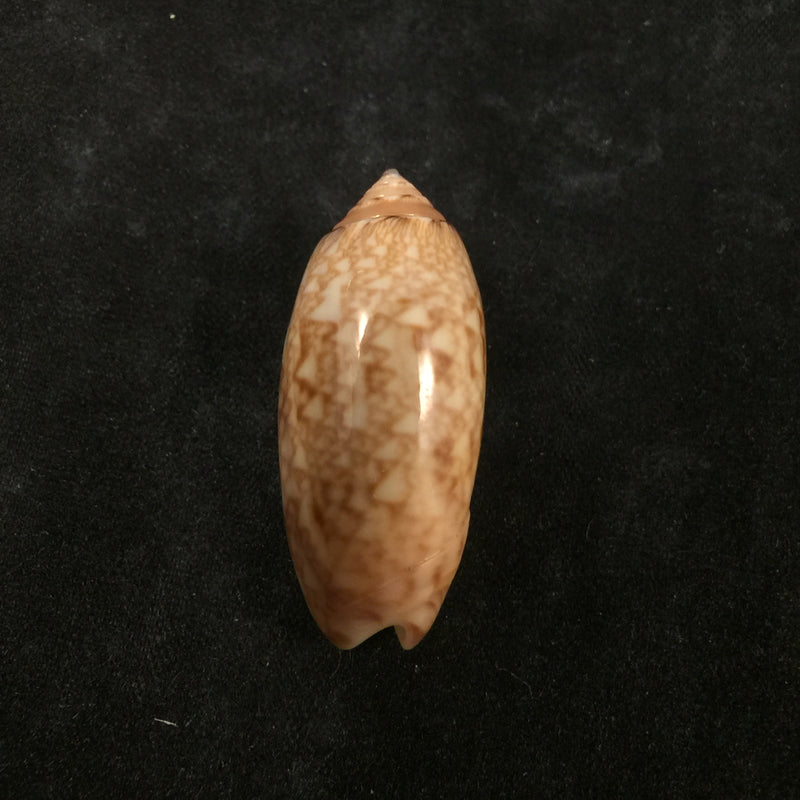 Oliva reticularis ernesti Petuch, 1990 - 34mm