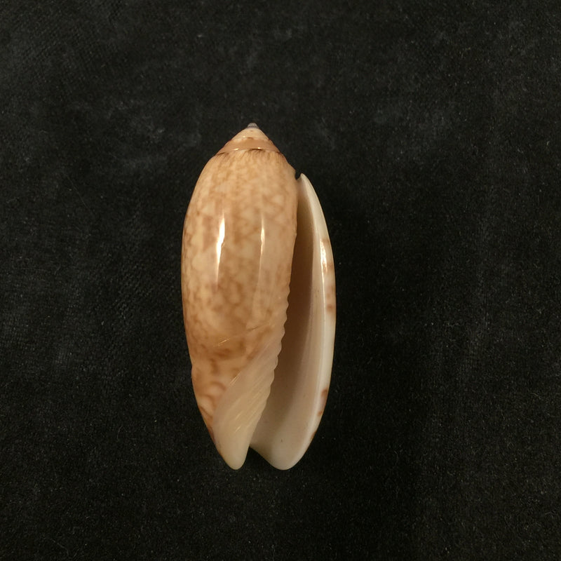 Oliva reticularis ernesti Petuch, 1990 - 34mm