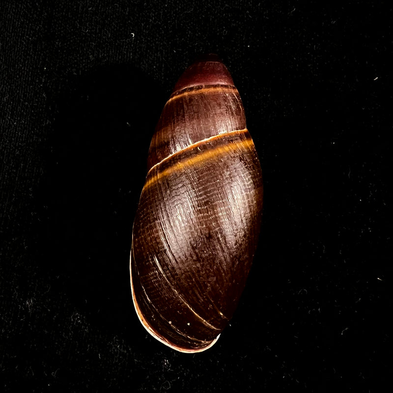 Thaumastus foveolatus (Reeve, 1849) - 69,7mm