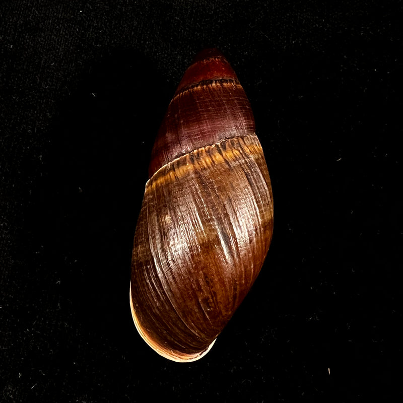 Thaumastus foveolatus (Reeve, 1849) - 73,8mm