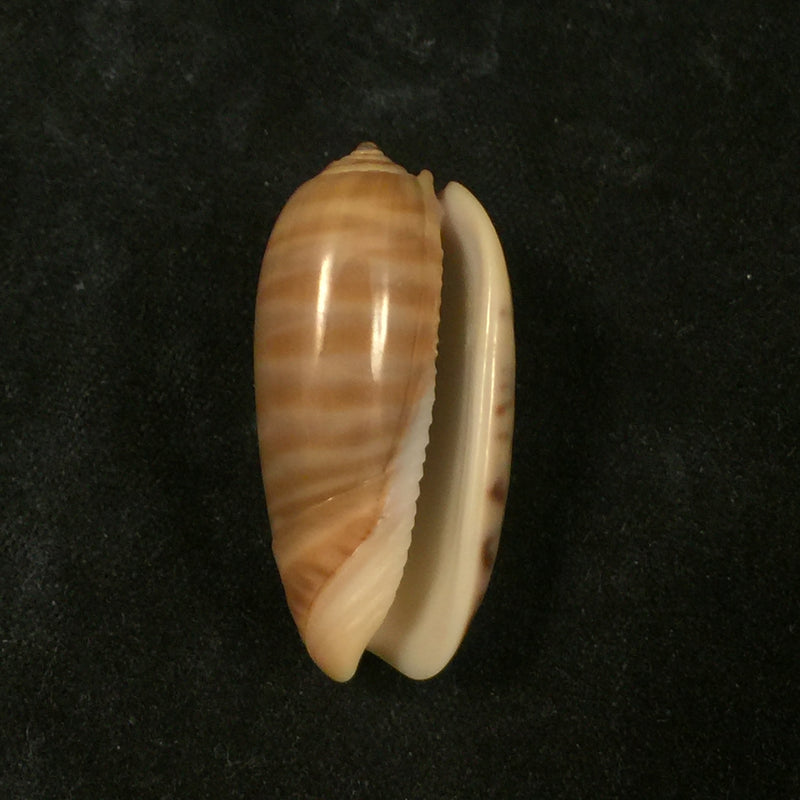 Oliva rufula Duclos, 1840 - 30,5mm