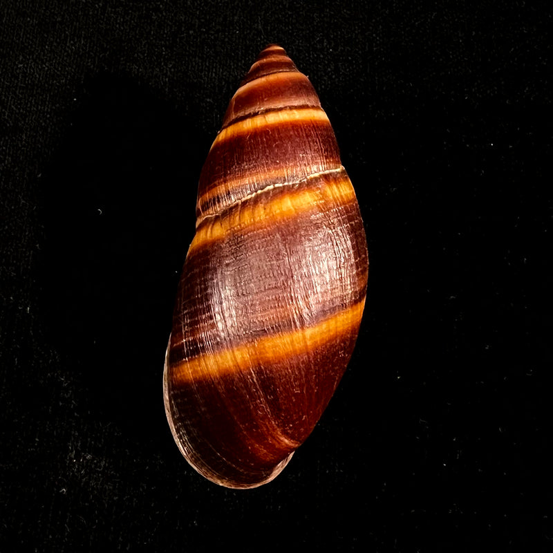 Thaumastus robertsi satipoensis Pilsbry, 1944 - 73,6mm