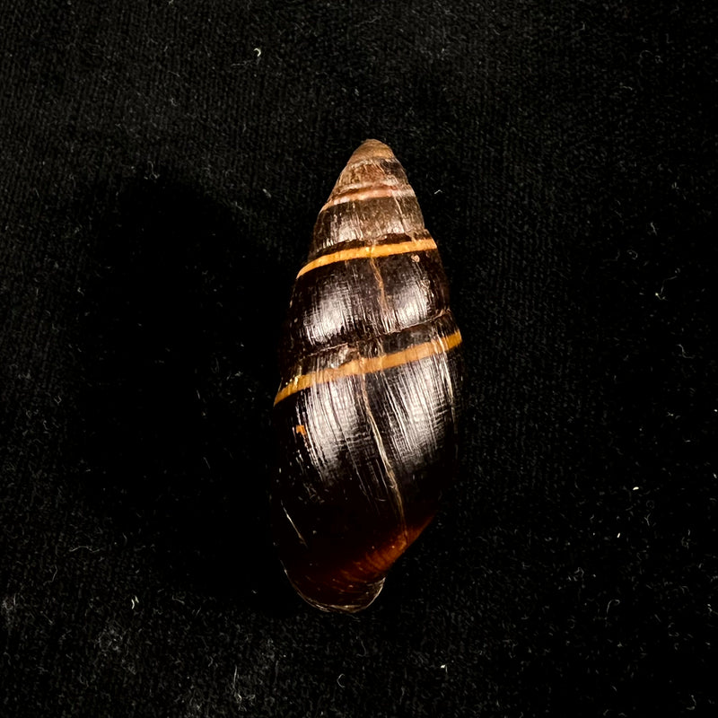 Scholvienia huancabambensis (Strebel, 1910) - 50,5mm
