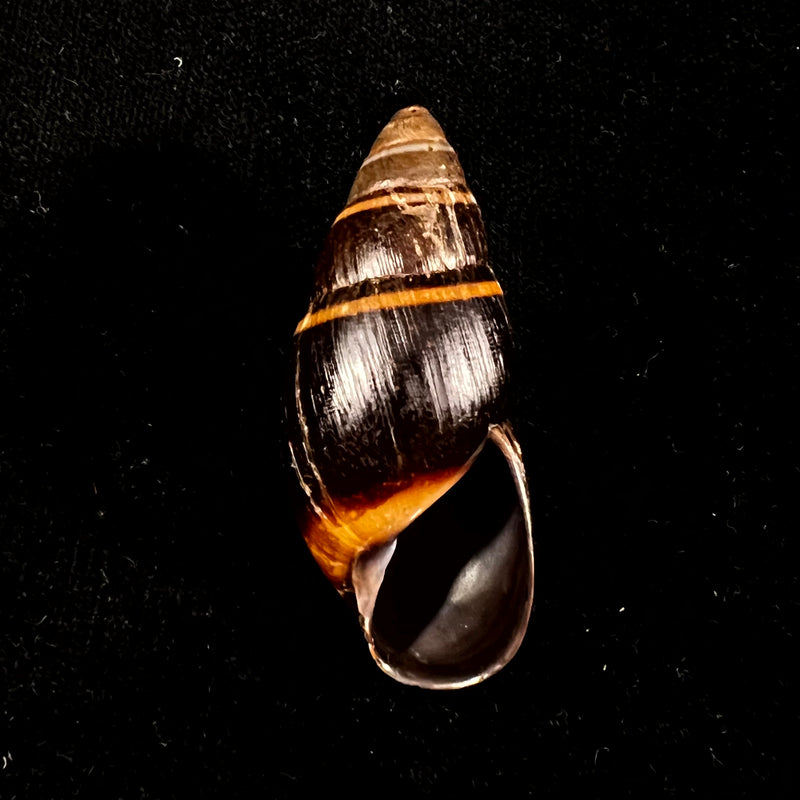 Scholvienia huancabambensis (Strebel, 1910) - 50,5mm