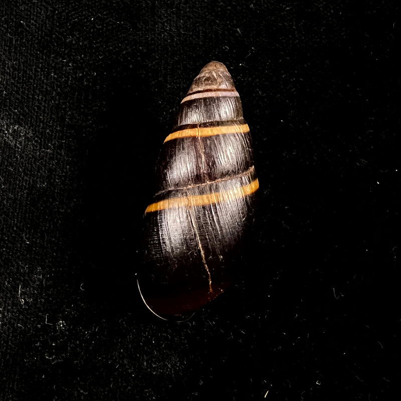 Scholvienia huancabambensis (Strebel, 1910) - 49,6mm