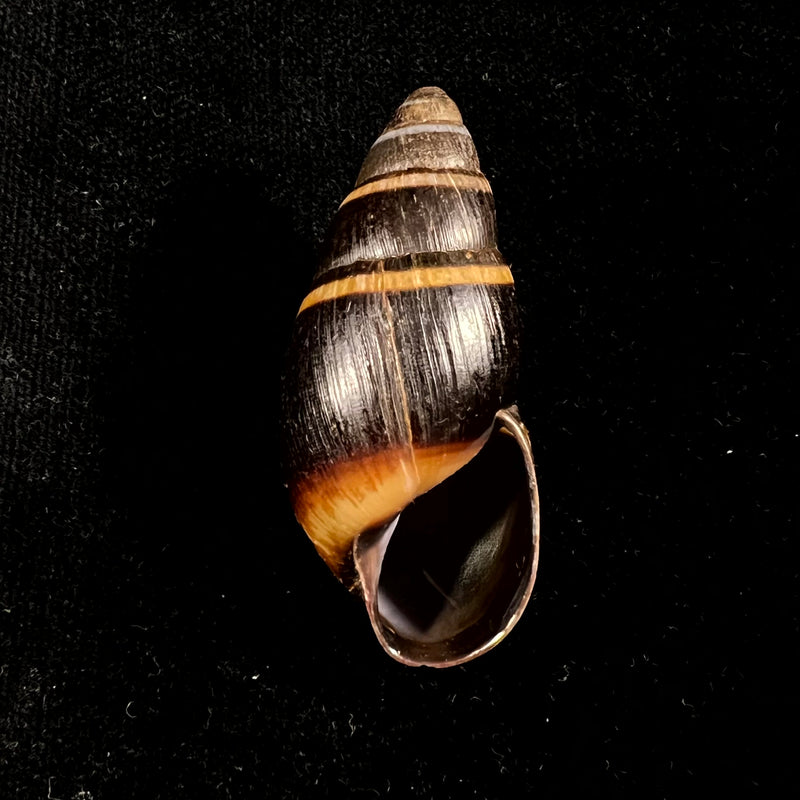 Scholvienia huancabambensis (Strebel, 1910) - 49,6mm