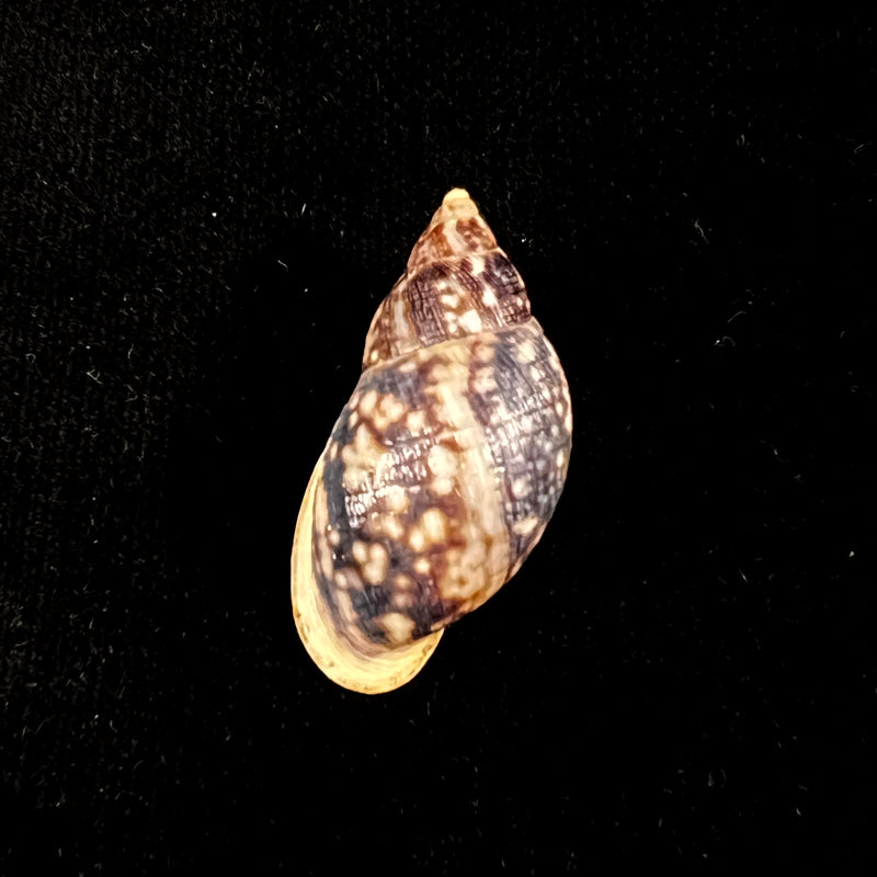 Drymaeus palassus Breure, 1981 - 32,1mm