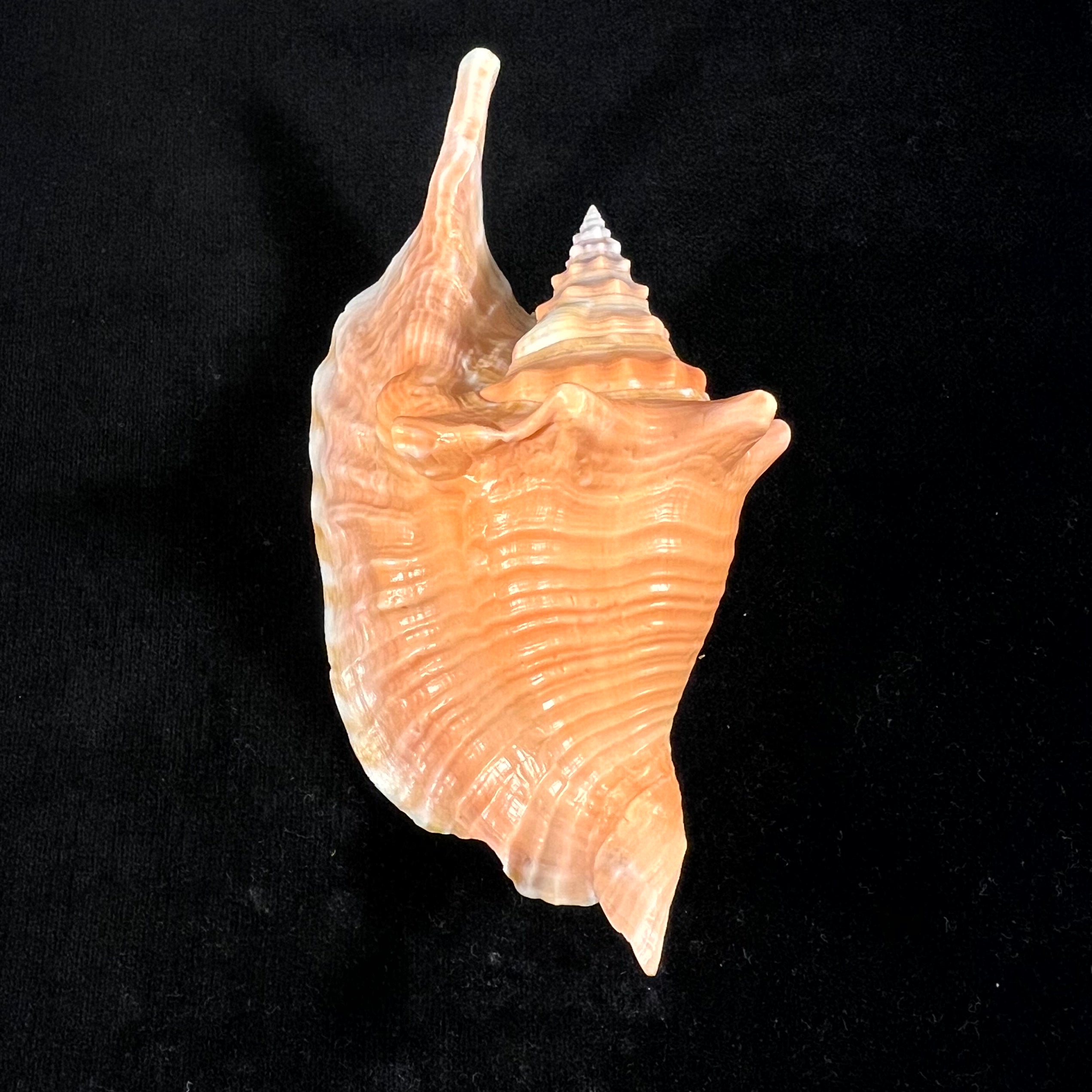 Aliger gallus (林奈, 1758) - 137,2mm