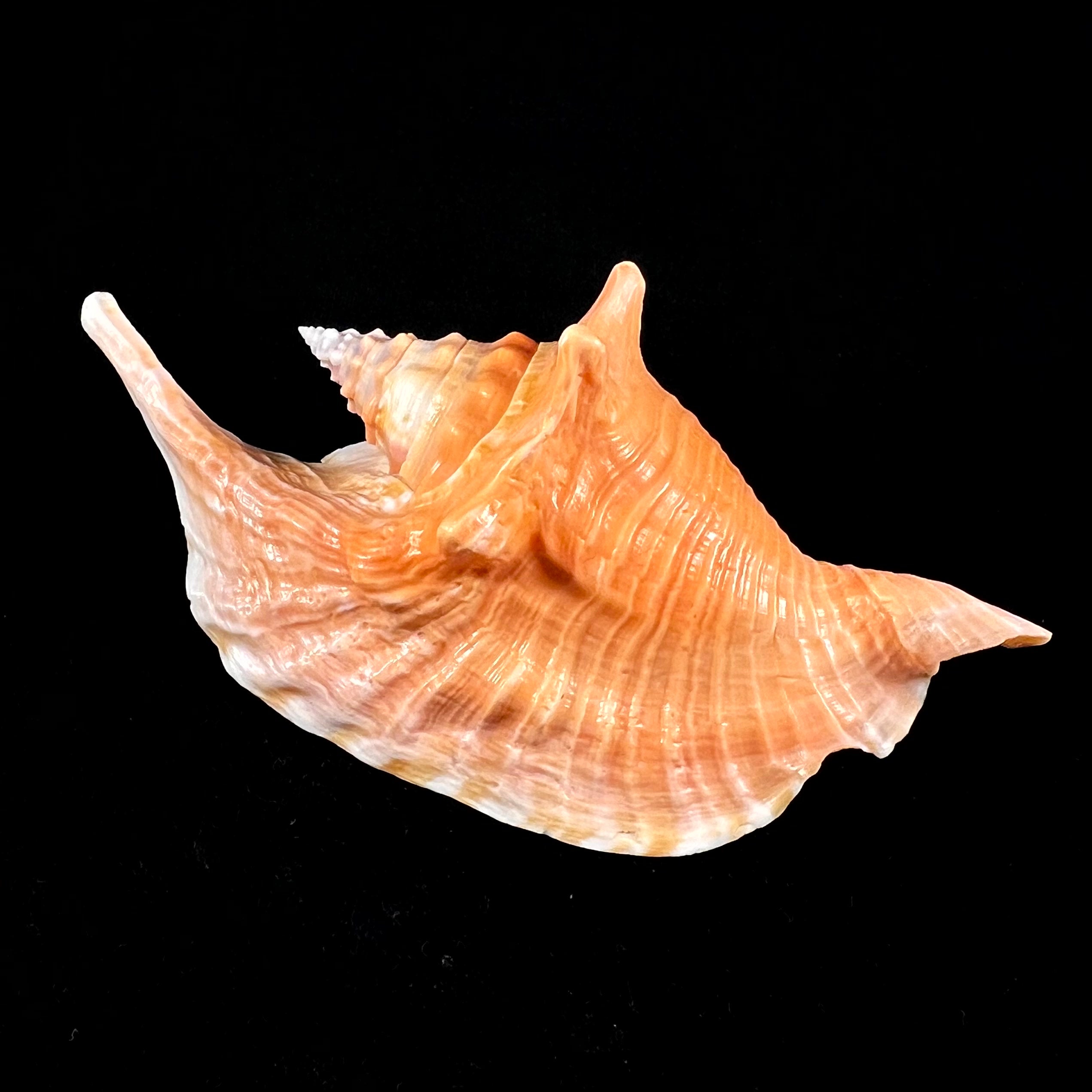 Aliger gallus (林奈, 1758) - 137,2mm