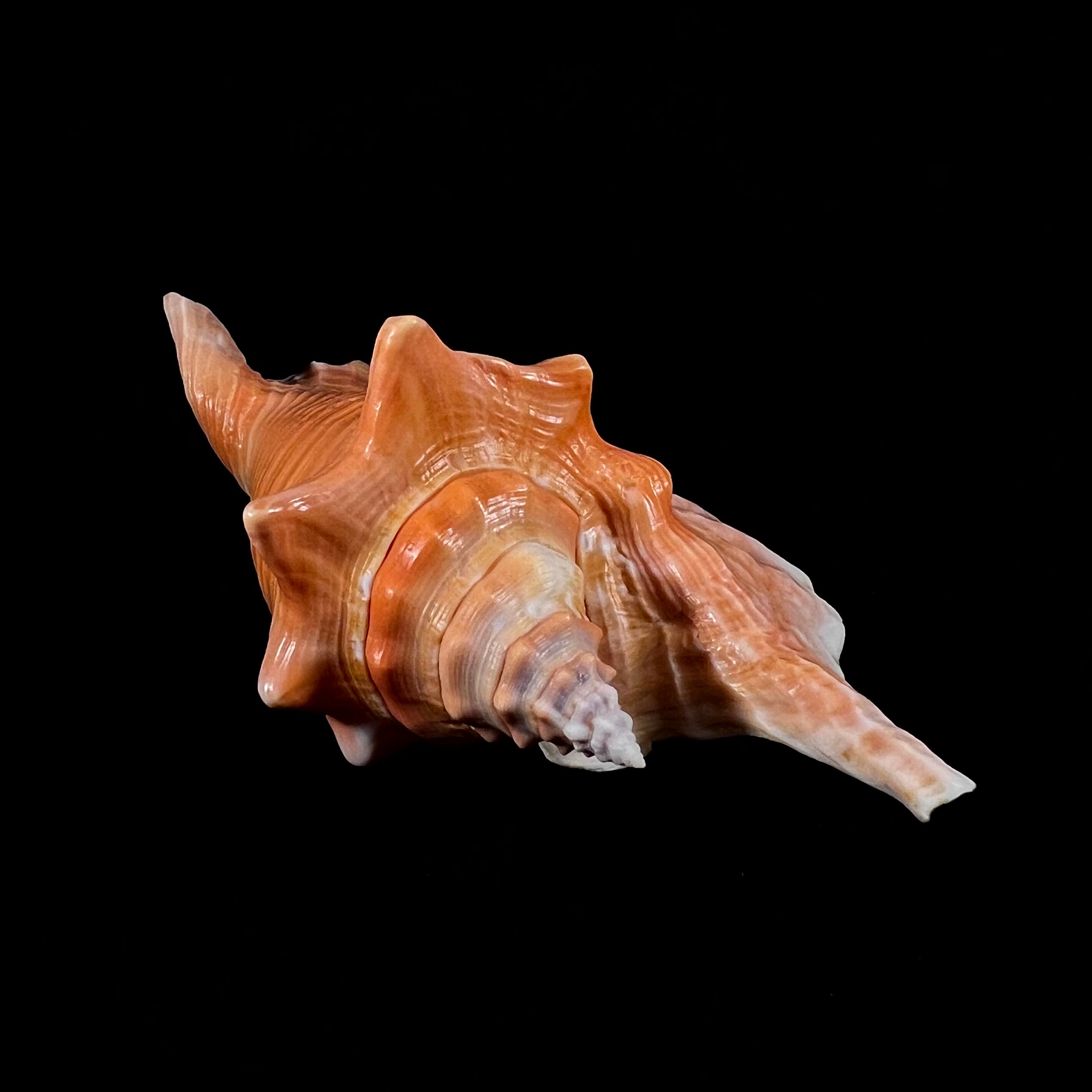 Aliger gallus (Linnaeus, 1758) - 137,2mm