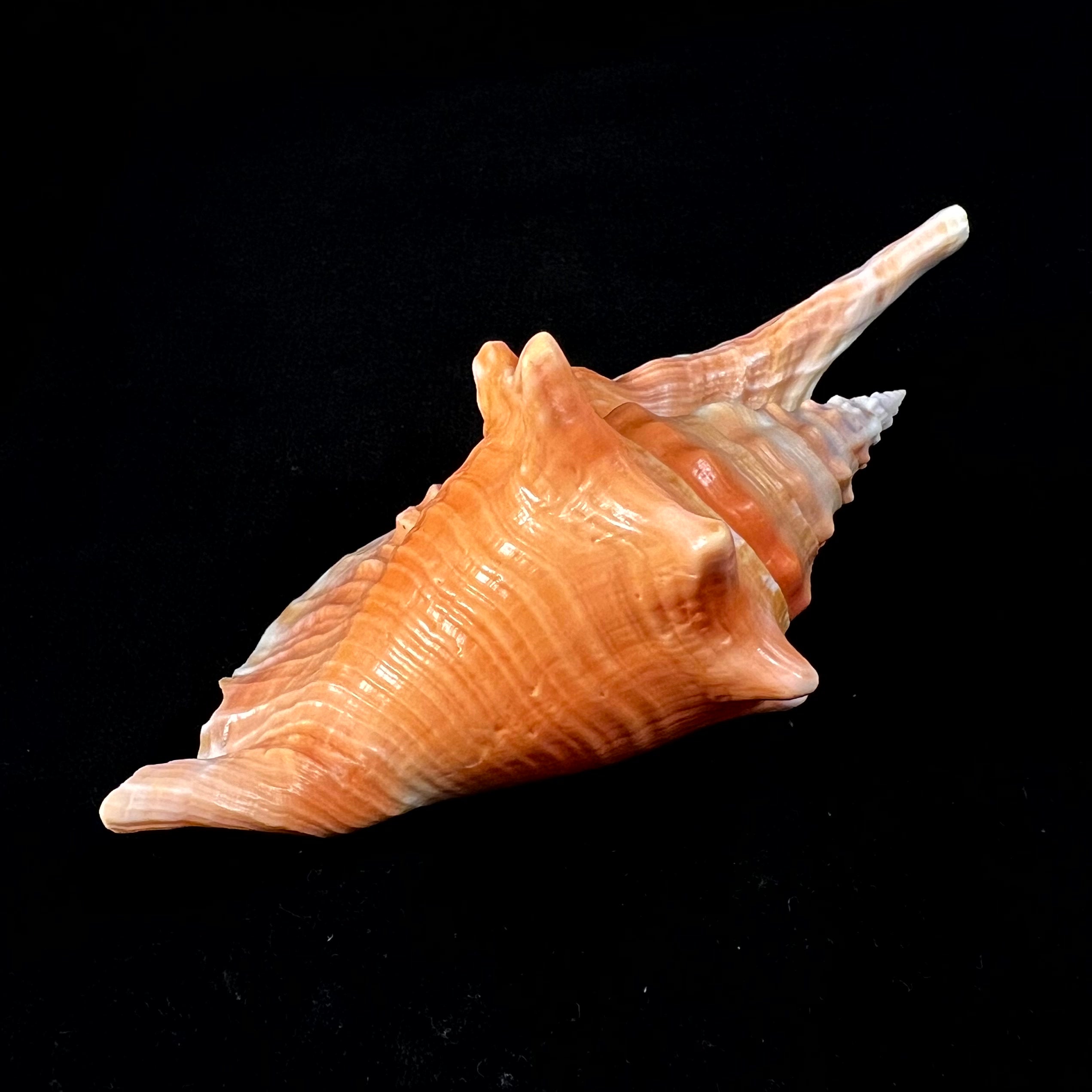 Aliger gallus (Linnaeus, 1758) - 137,2mm