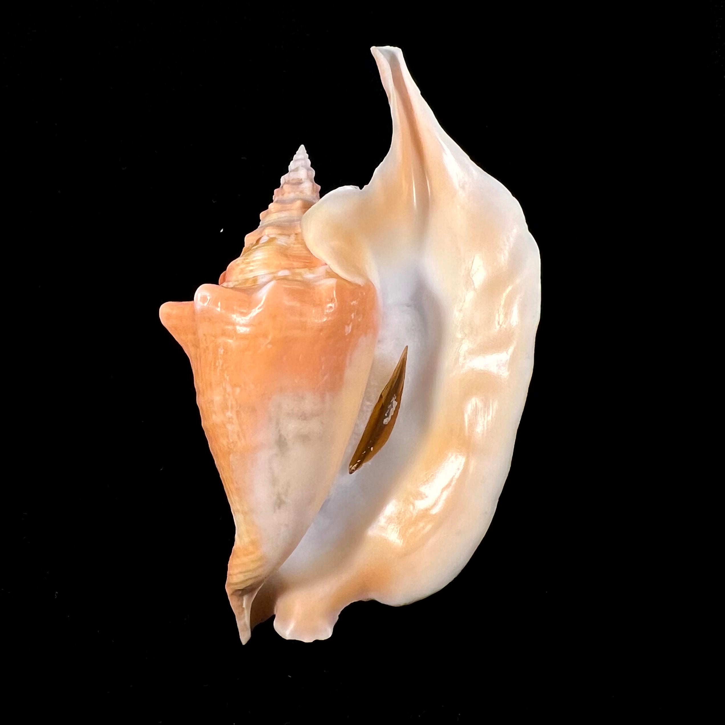 Aliger gallus (Linnaeus, 1758) - 137,2mm