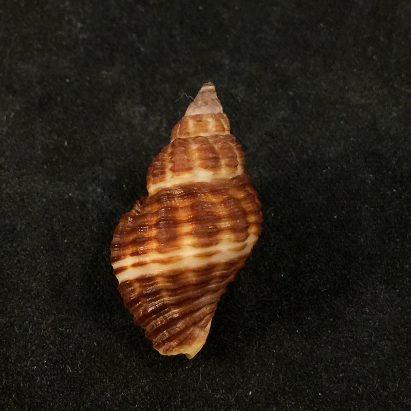 Cantharus fumosus (Dillwyn, 1817) - 24,7mm