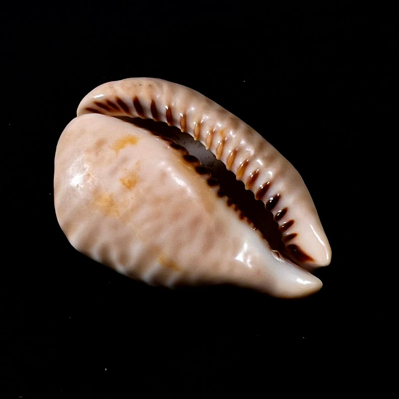 Muracypraea mus donmoorei bicornis (Petuch, 1979) - 44,9mm