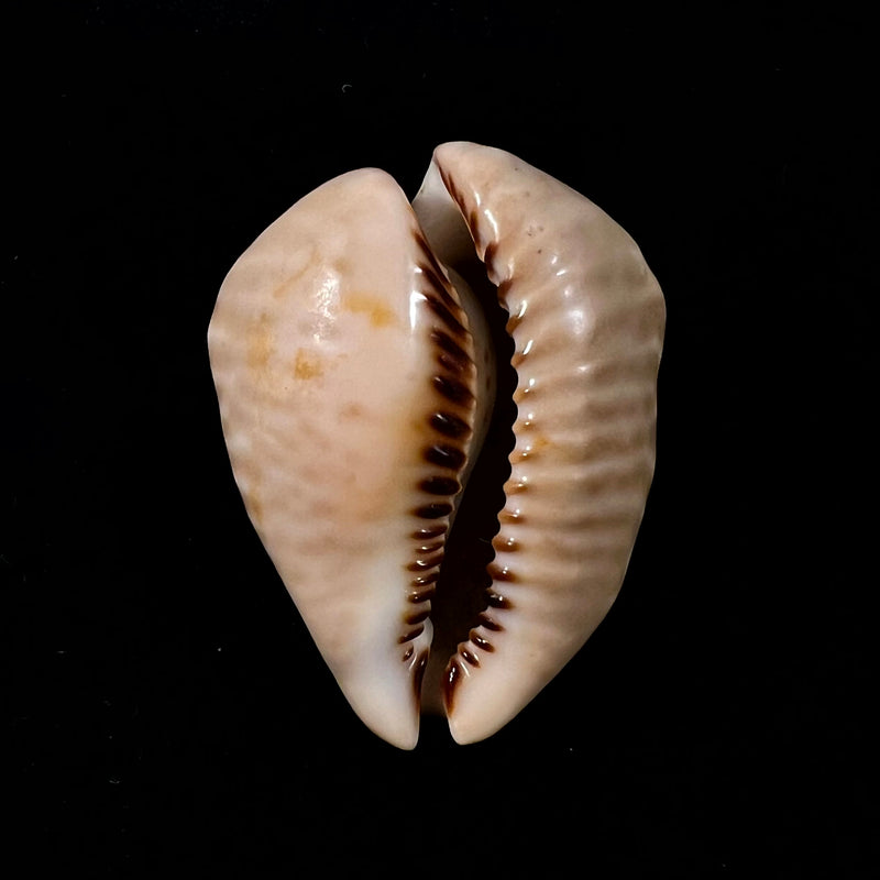 Muracypraea mus donmoorei bicornis (Petuch, 1979) - 44,9mm