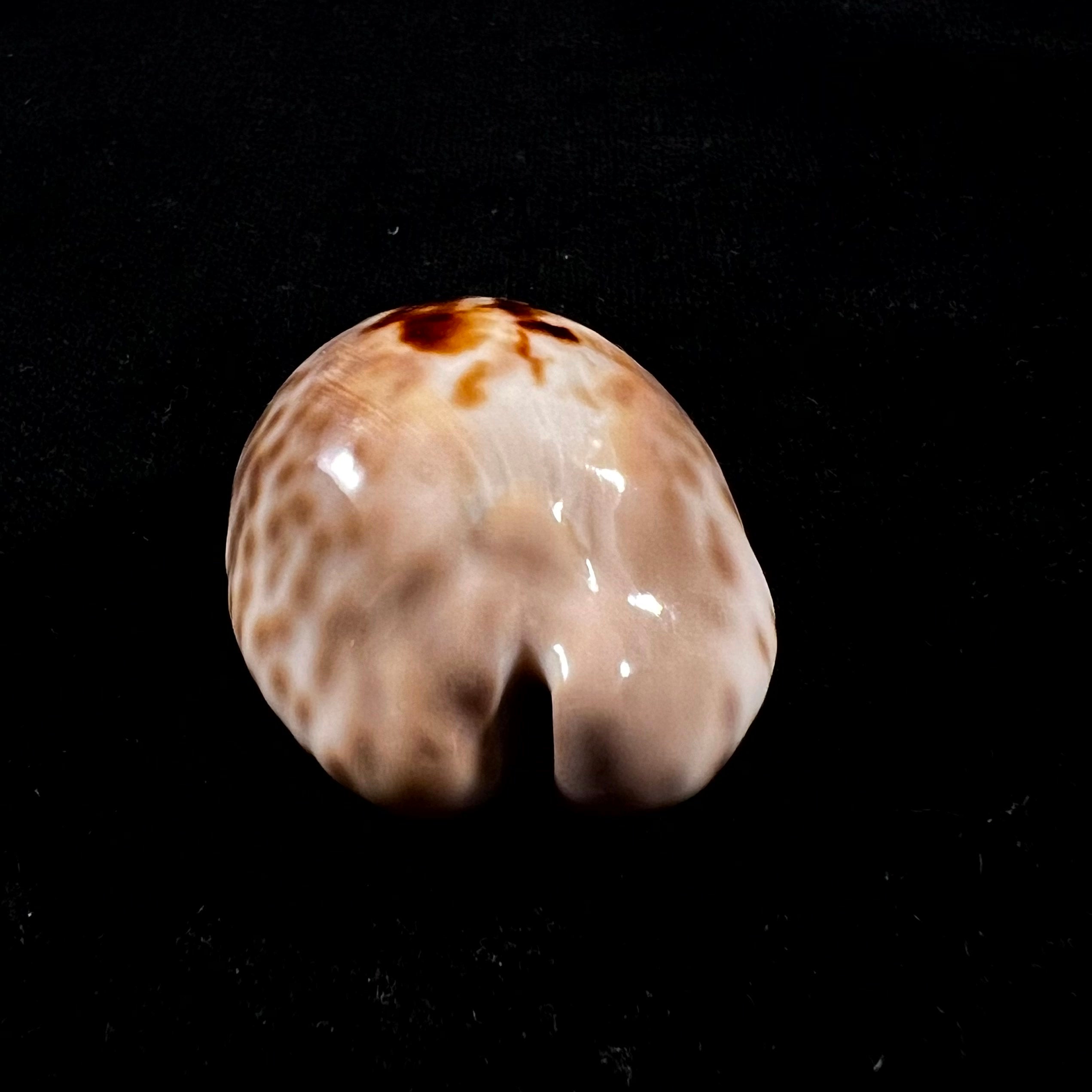Barycypraea teulerei (Cazenavette, 1846) - 45,2毫米