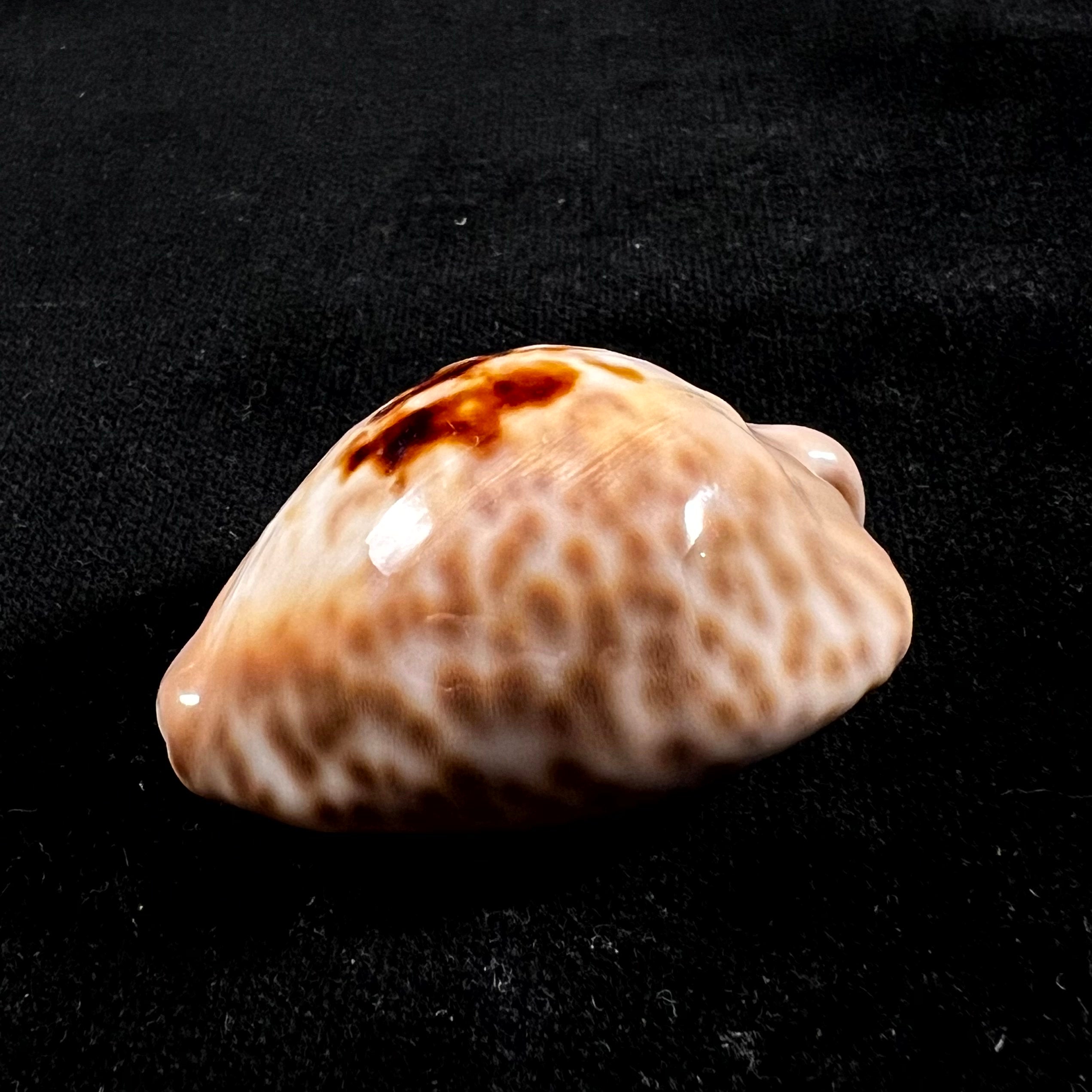 Barycypraea teulerei (Cazenavette, 1846) - 45,2毫米
