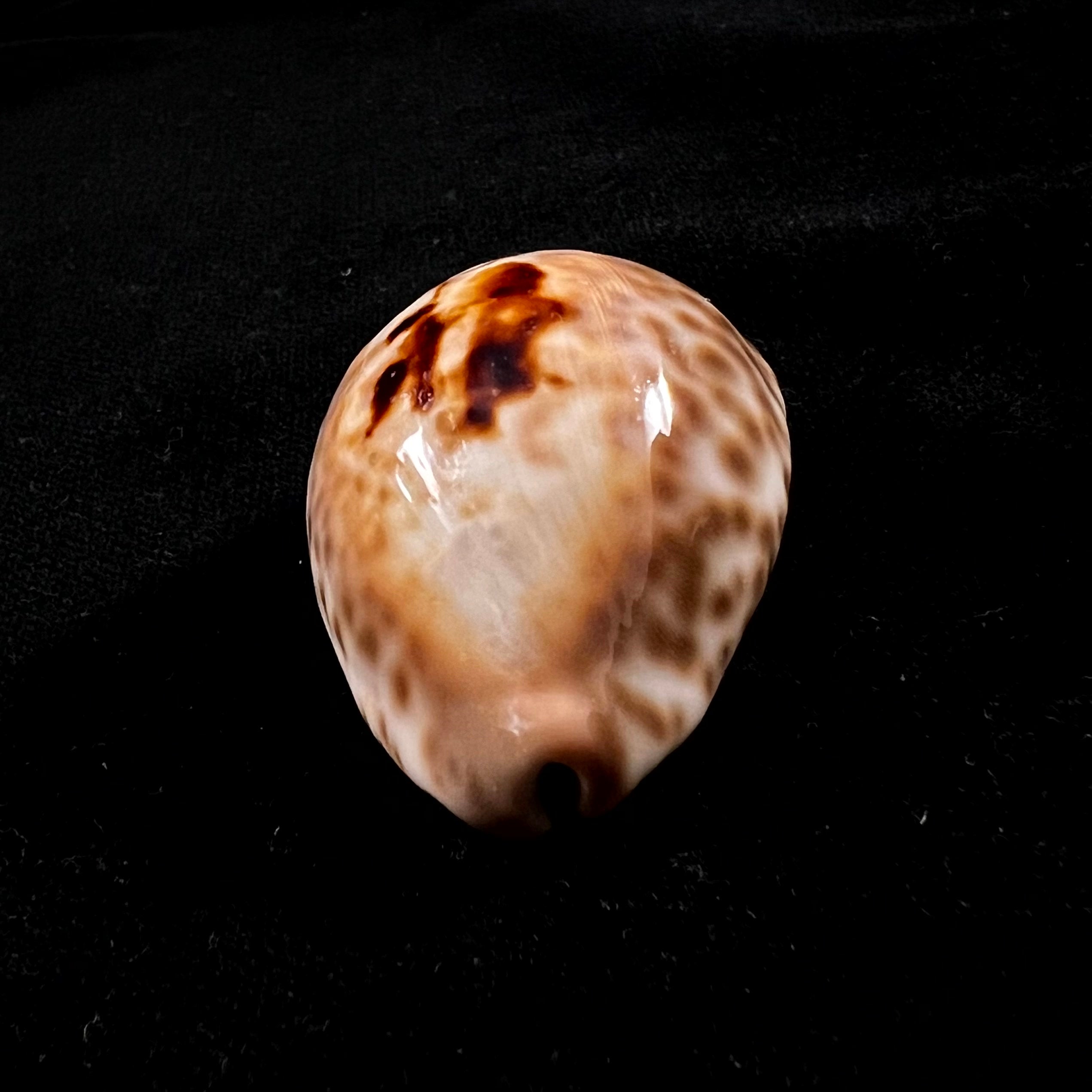 Barycypraea teulerei (Cazenavette, 1846) - 45,2毫米
