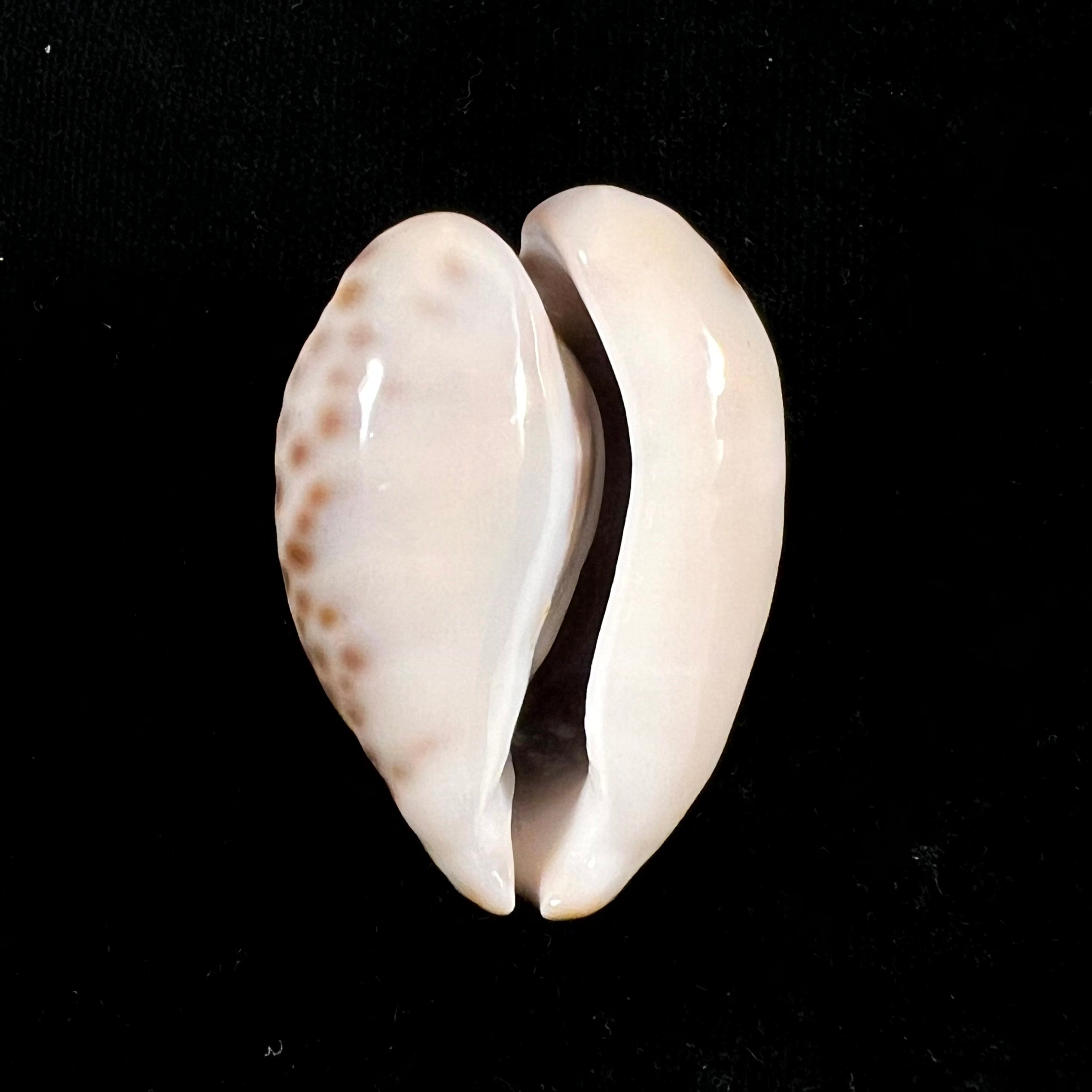 Barycypraea teulerei (Cazenavette, 1846) - 45,2毫米