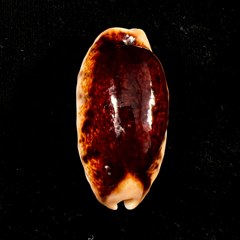 Erronea caurica (Linnaeus, 1758) - 46,5mm