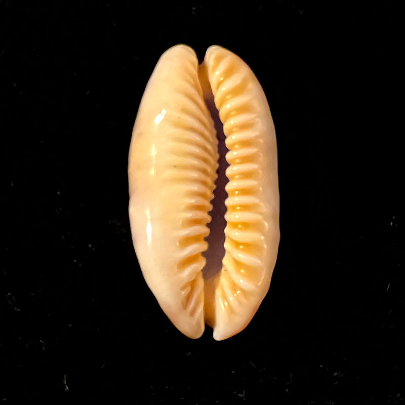 Erronea caurica (Linnaeus, 1758) - 46,5mm