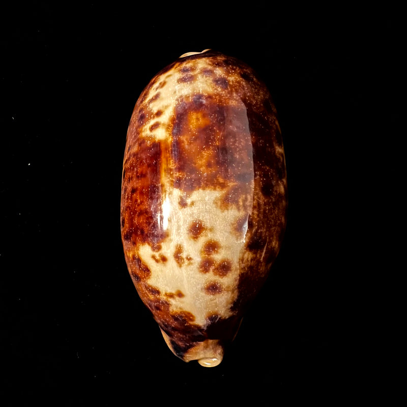 Chelycypraea testudinaria (Linnaeus, 1758) - 123,9mm