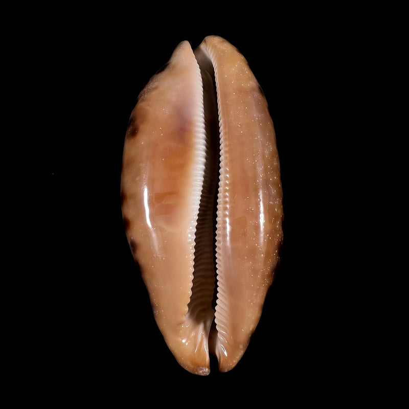 Chelycypraea testudinaria (Linnaeus, 1758) - 123,9mm
