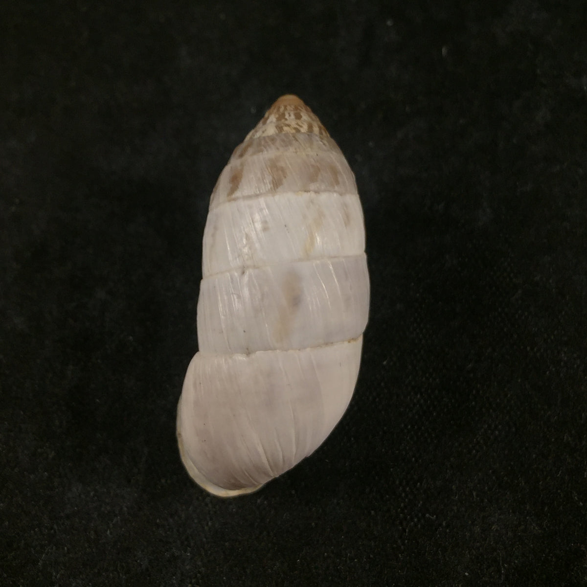 Cerion infandum (Schuttleworth in Poey, 1858) - 32,8mm
