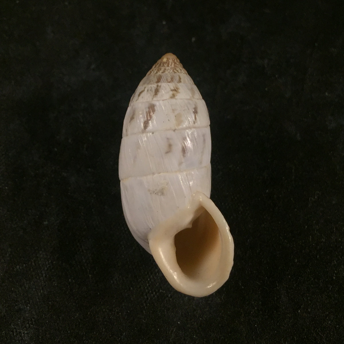 Cerion infandum (Schuttleworth in Poey, 1858) - 32,8mm