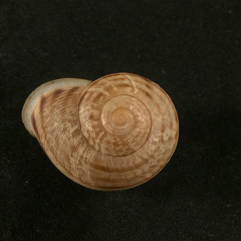 Iberus calaensis J. Ahuir, 2013 - 27,1mm
