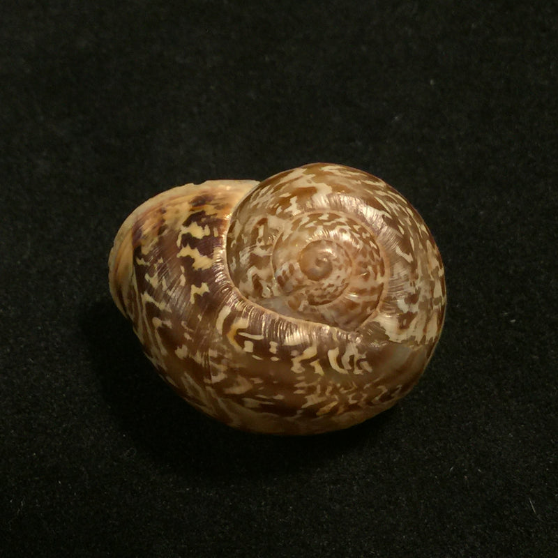Allognathus hispanicus (Rossmässler, 1838) - 24,3mm