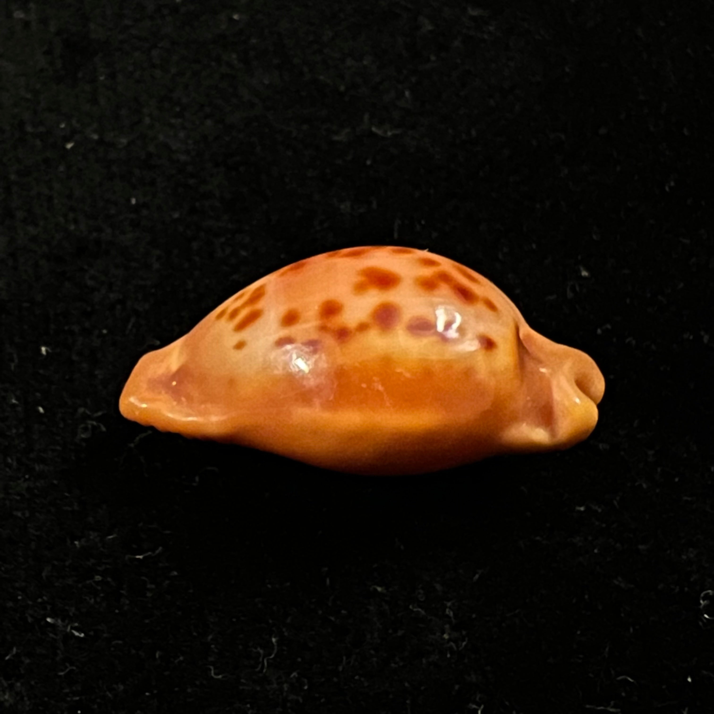 Propustularia surinamensis (G. Perry, 1811 - 26,2mm